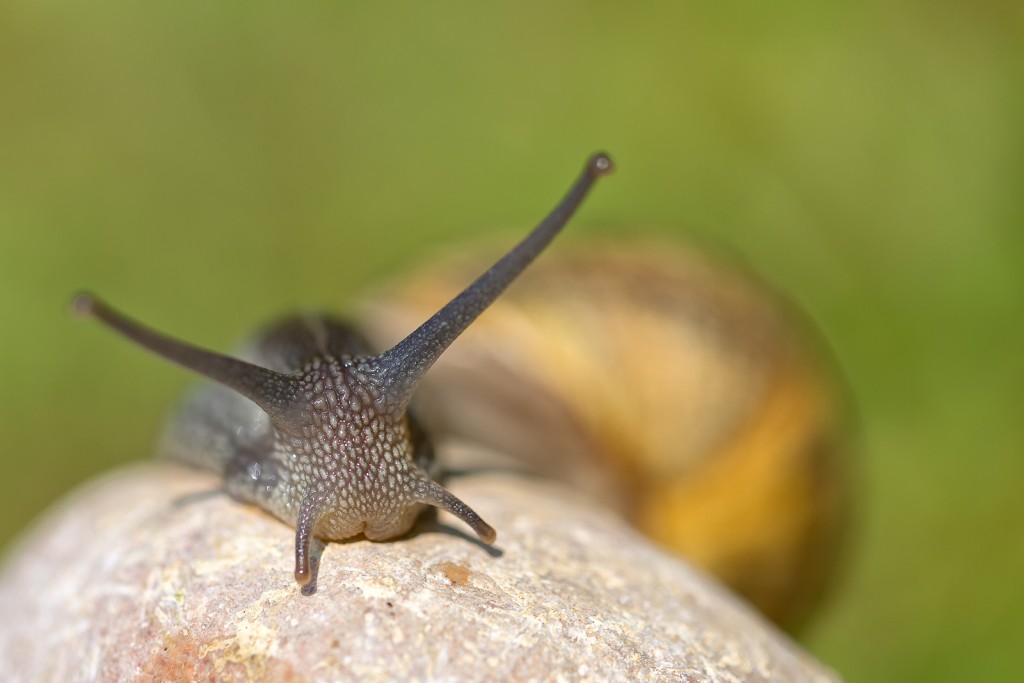 Macro escargot