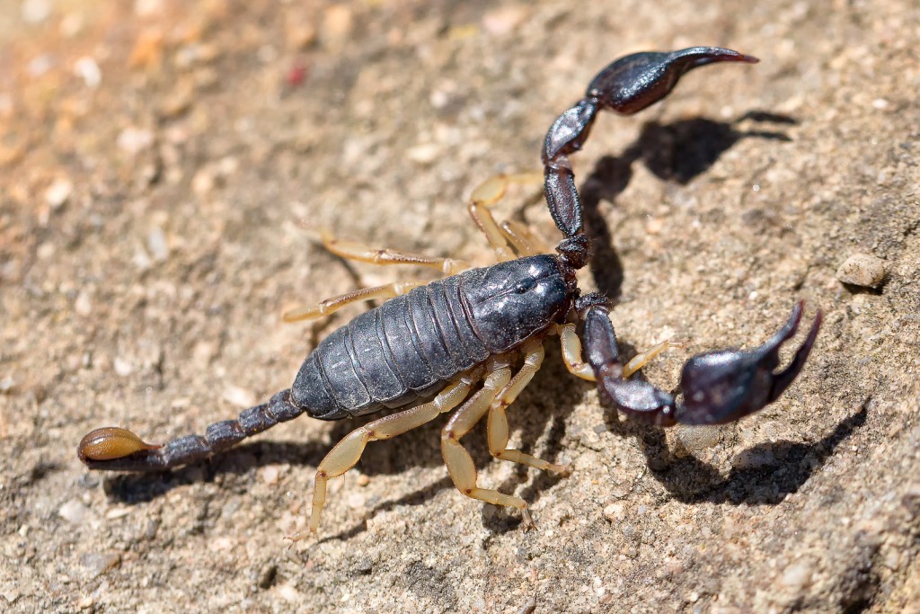 Macro scorpion noir