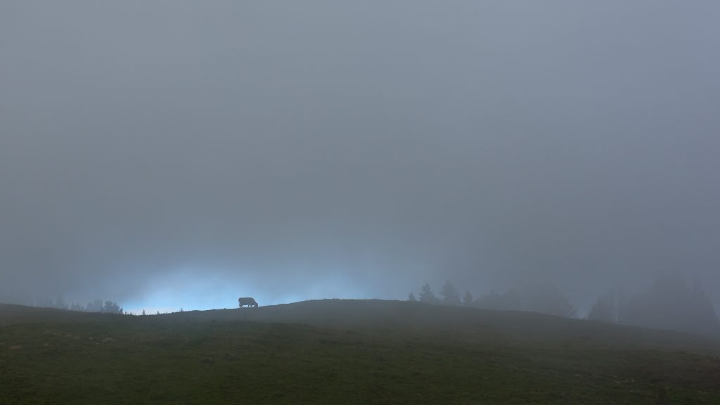 Mont Revard une vache dans la brume