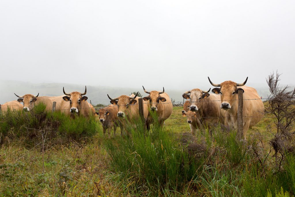 Race d'aubrac - Tour des Monts d'Aubrac