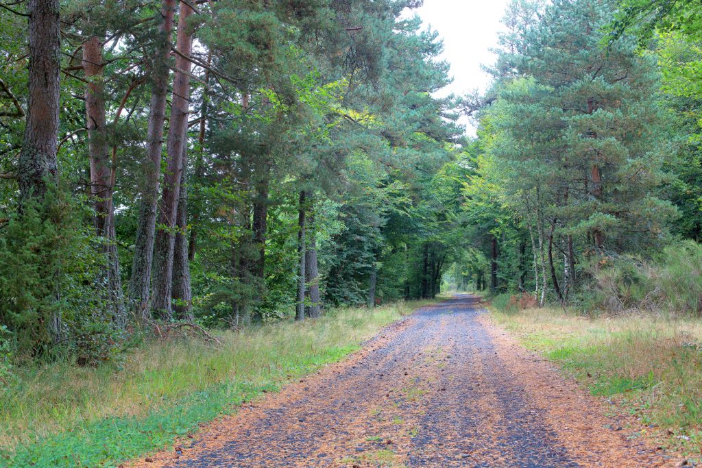 Tour des monts d'aubrac - forêt