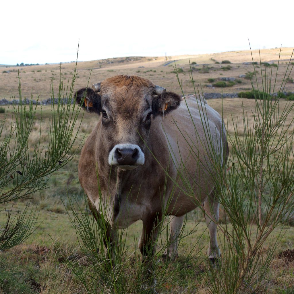 Mont d'Aubrac - Vache de la race d'Aubrac