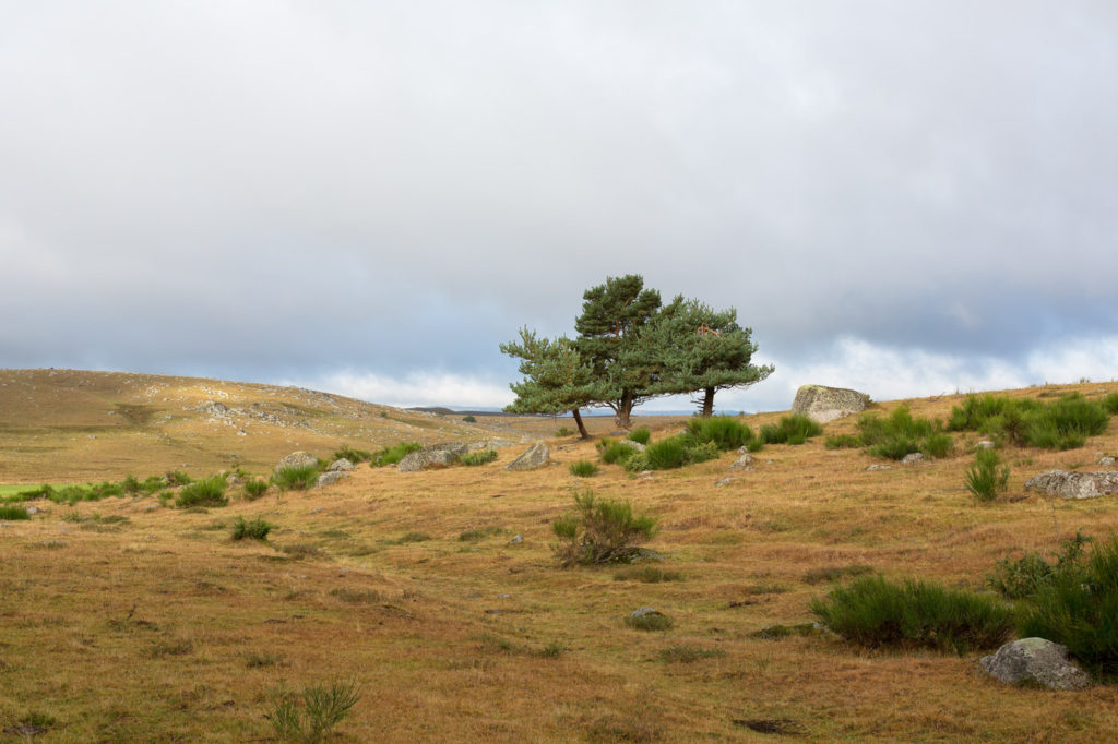 Paysage de l'Aubrac