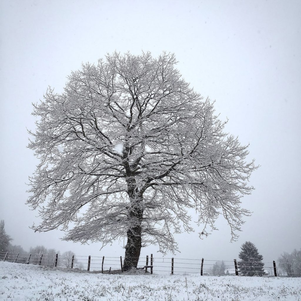 Projet 365 - Arbre sous la neige