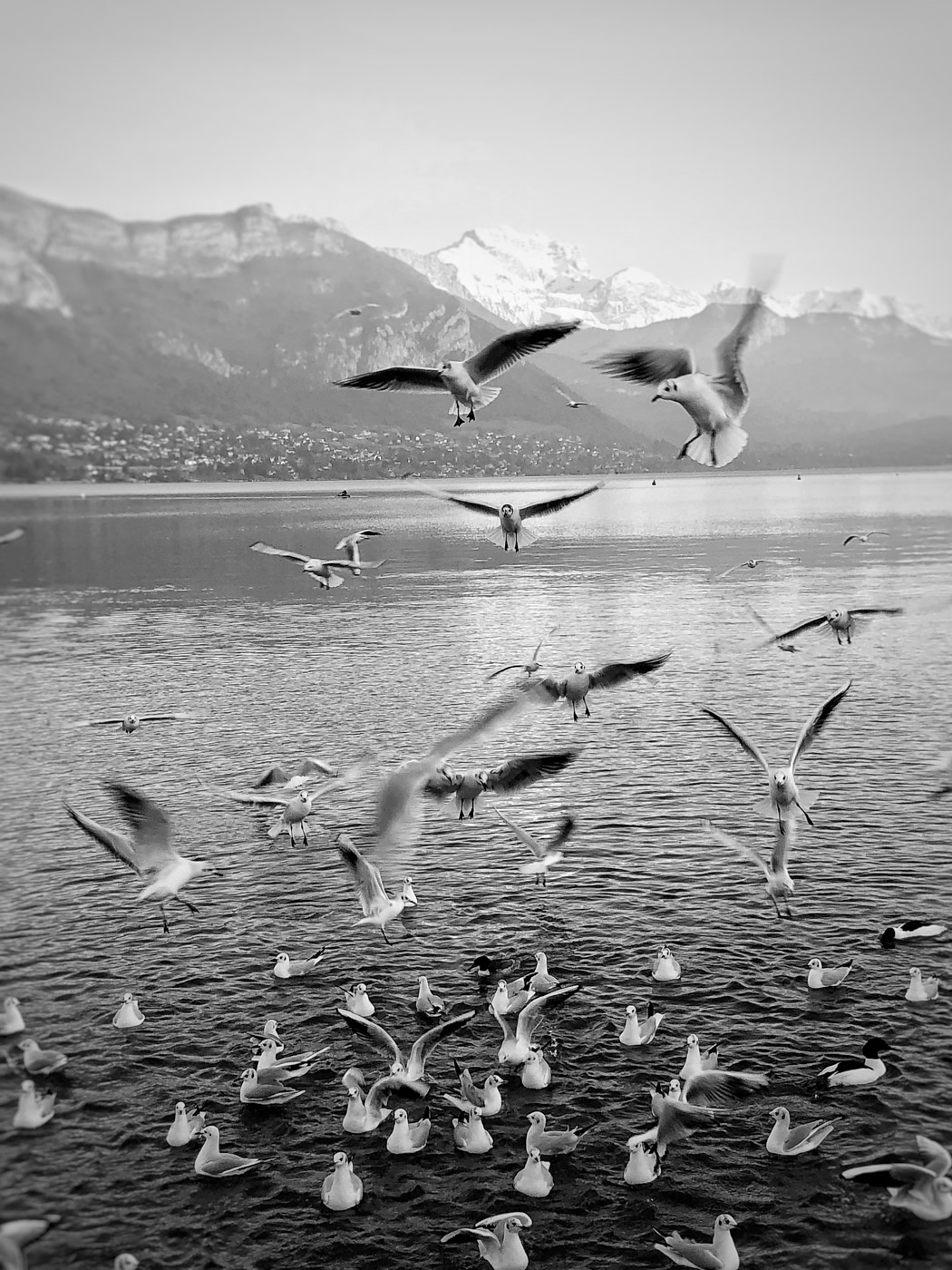 Projet 365 2018 - Mouettes sur le lac d'Annecy 