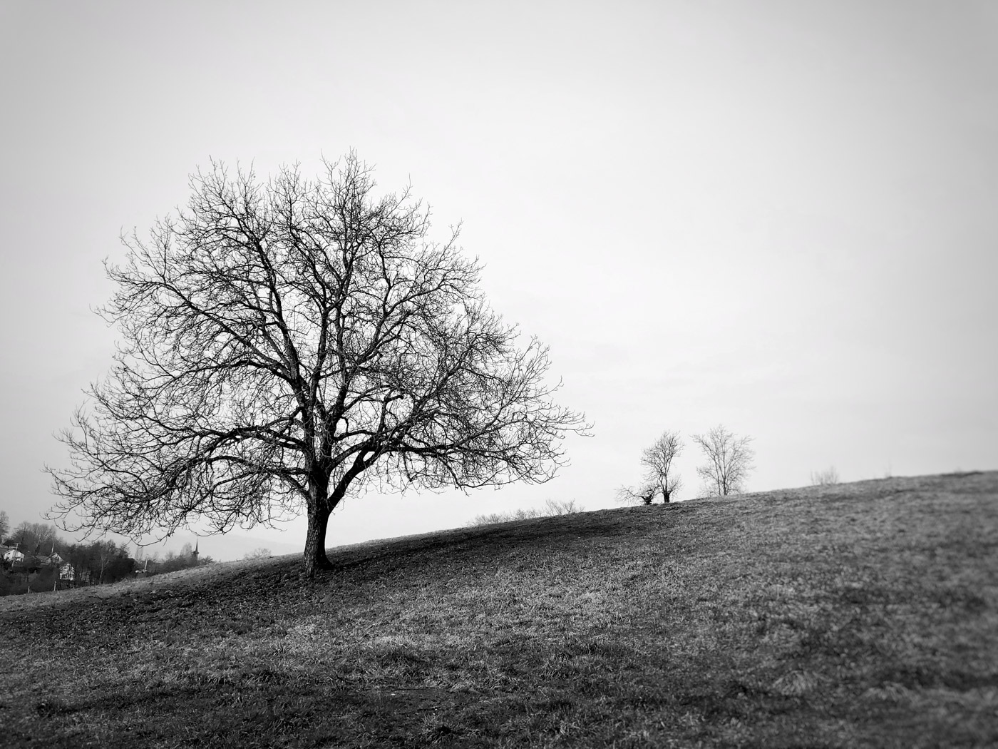 Projet 365 - Arbre dans la campagne