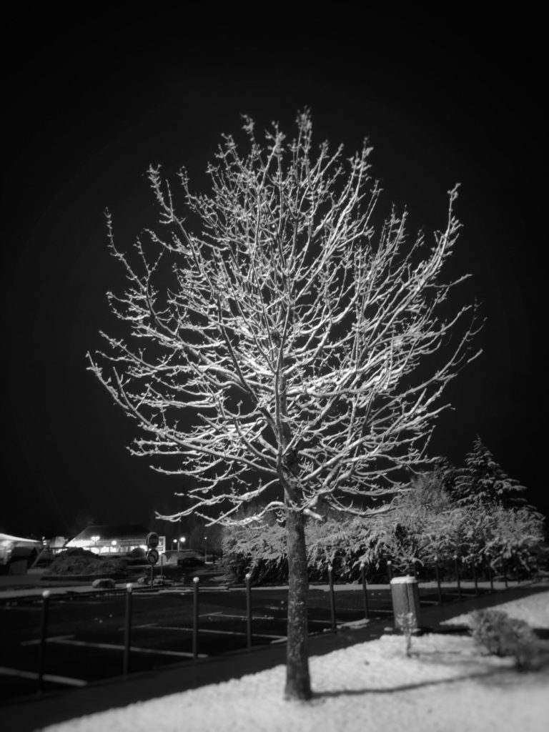 Projet 365 - Arbre sous la neige