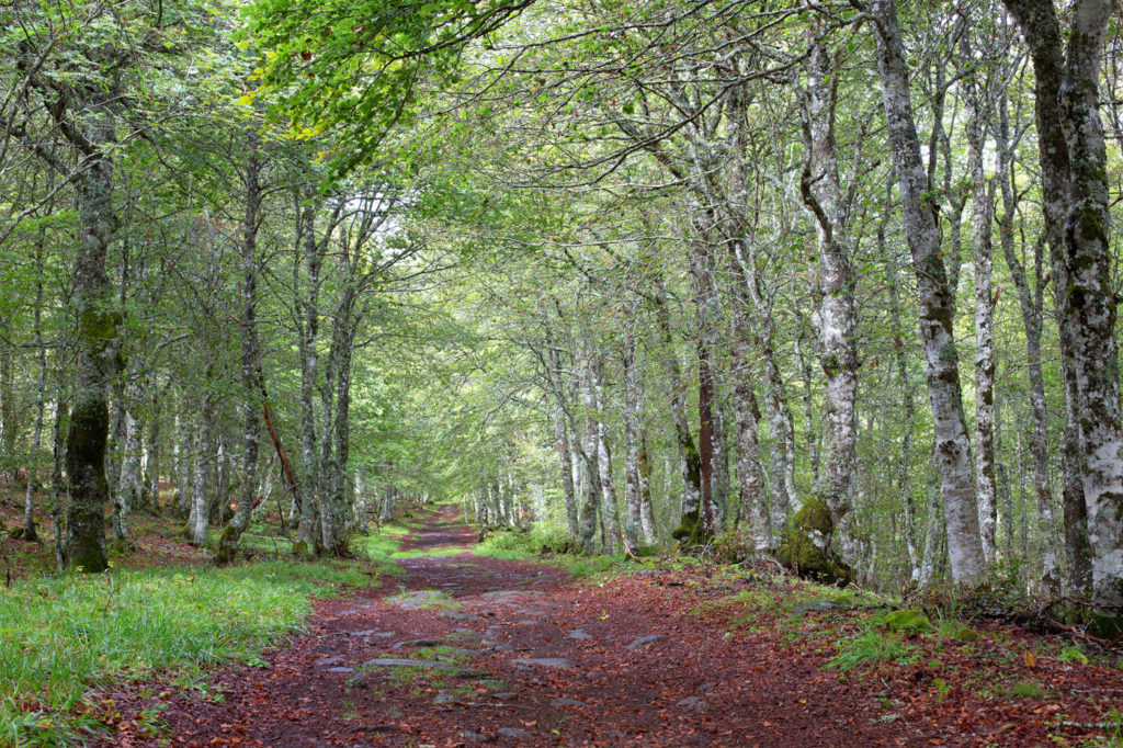 Randonnée en Aubrac - Fooret de hêtre