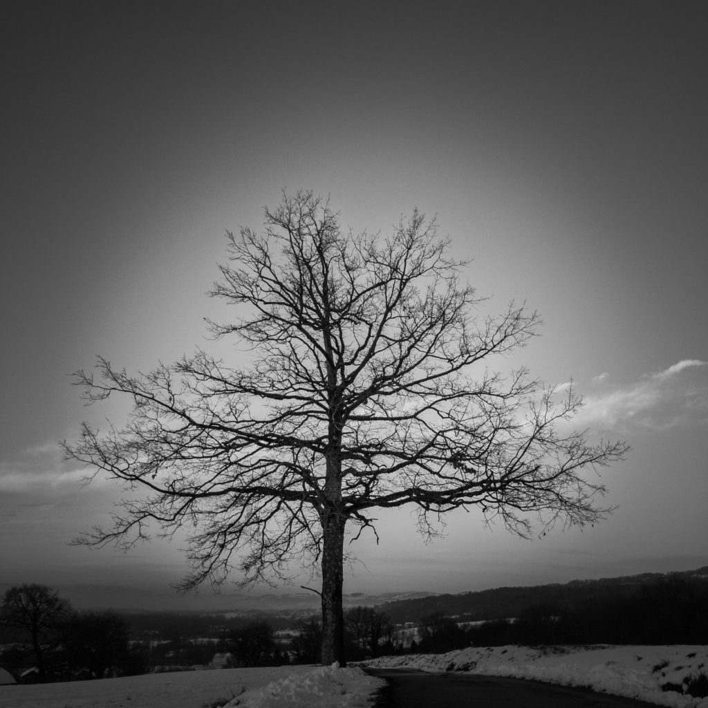 Projet 365 - Arbre solitaire sous la neige