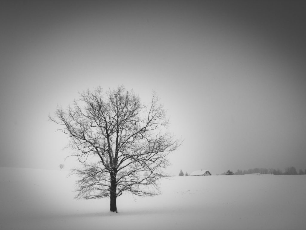 Projet 365 - Arbre sous la neige