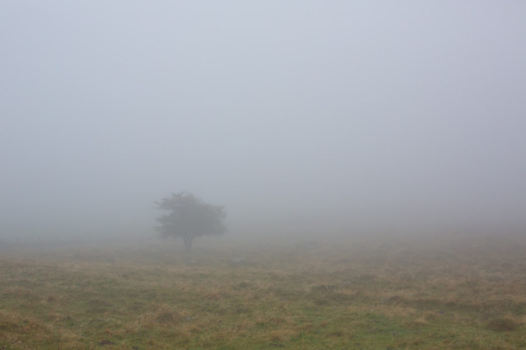 Tour des Monts d'Aubrac - Arbre dans le brouillard