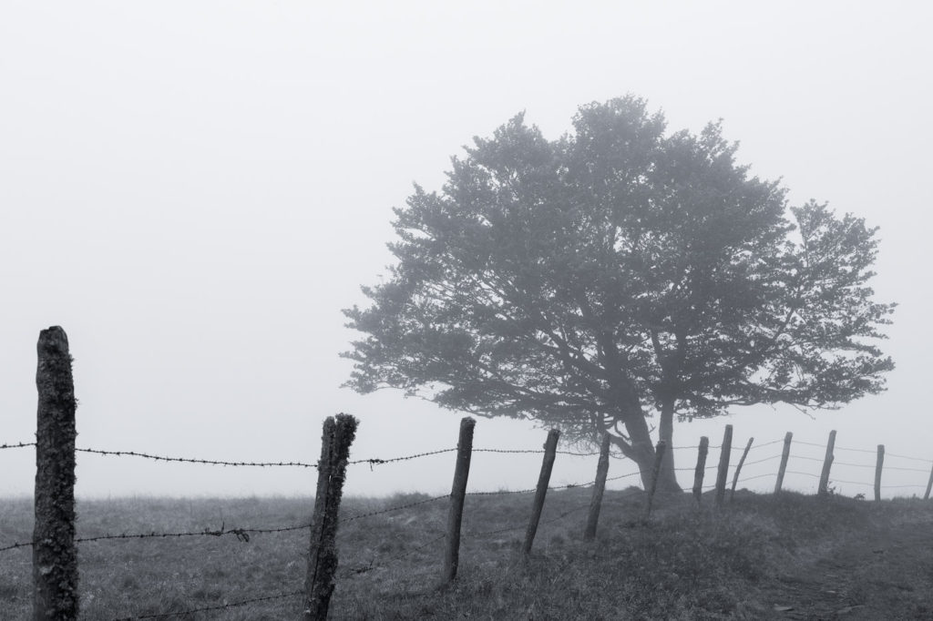 Tour des Monts d'Aubrac - Arbre dans le brouillard en noir et blanc