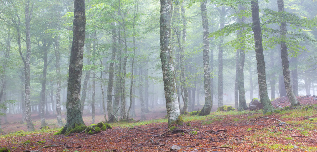 Tour des Monts d'Aubrac - Panorama forêt de hêtres