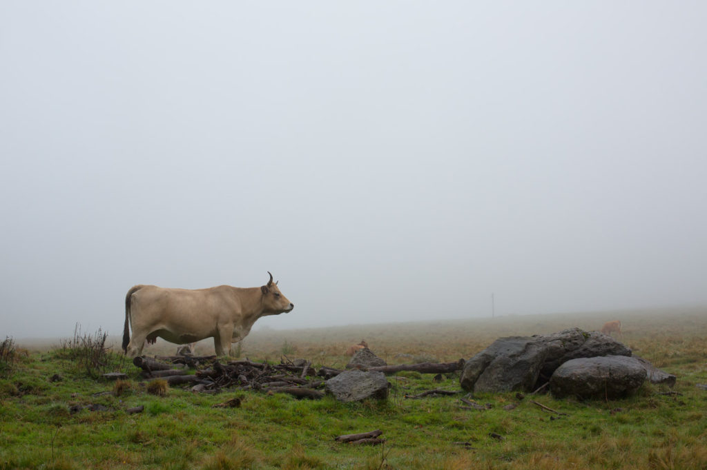 Tour des Monts d'Aubrac - Vache dans le brouillard