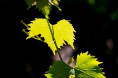 Feuilles de vigne - Canon EOS 5D Mark III - EF 100 mm f/2,8 L Macro IS USM - ISO 200 - f/2,8 - 1/5000 s