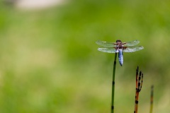 Juste une libellule - Canon EOS 5D Mark III - EF 100 mm f/2,8 L Macro IS USM - ISO 200 - f/2,8 - 1/3200 s