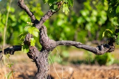 Pied de vigne - Canon EOS 5D Mark III - EF 50mm f/1,4 USM - ISO 200 - f/1,8 - 1/6400 s