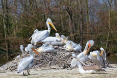 Parc-des-oiseaux-à-Villars-les-Dombes-1