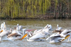 Parc-des-oiseaux-à-Villars-les-Dombes-10