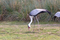 Parc-des-oiseaux-à-Villars-les-Dombes-11