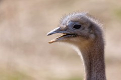 Parc-des-oiseaux-à-Villars-les-Dombes-2