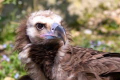 Parc-des-oiseaux-à-Villars-les-Dombes-3