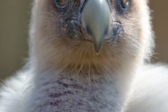 Parc-des-oiseaux-à-Villars-les-Dombes-4