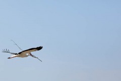 Parc-des-oiseaux-à-Villars-les-Dombes-5