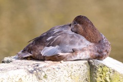 Parc-des-oiseaux-à-Villars-les-Dombes-6