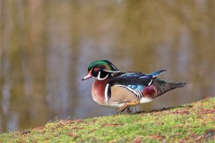 Parc-des-oiseaux-à-Villars-les-Dombes-7