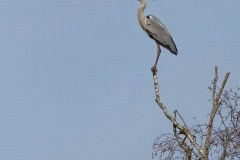 Parc-des-oiseaux-à-Villars-les-Dombes-8