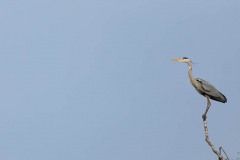 Parc-des-oiseaux-à-Villars-les-Dombes-9