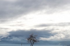 Arbre au bord du lac d'Annecy entre l'impérial et Annecy le Vieux.