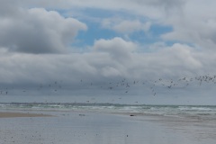 Plage Bretonne avec des oiseaux - Canon EOS 5D Mark III - EF 50 mm f/1,4 USM - ISO 200 - f/9 - 1/2000 s