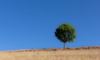 Arbre solitaire dans le Causse Méjean - Canon EOS 5D Mark III - EF 50 mm f/1,4 USM - ISO 200 - f/11 - 1/250 s