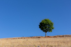 Arbre solitaire dans le Causse Méjean - Canon EOS 5D Mark III - EF 50 mm f/1,4 USM - ISO 200 - f/11 - 1/250 s