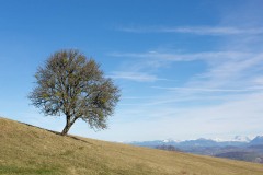 Arbre solitaire - Canon EOS 5D Mark III - EF 50 mm f/1,4 USM - ISO 100 - f/7,1 - 1/1000 s