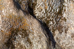 Ecorce d'un bel arbre - Canon EOS 5D Mark III - EF 50 mm f/1,4 USM - ISO 100 - f/7,1 - 1/500 s