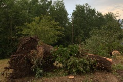 Arbre arraché par la tempête