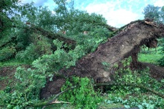 Arbre de belle taille arraché par la tempête