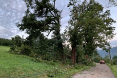 Arbre couché par la tempête