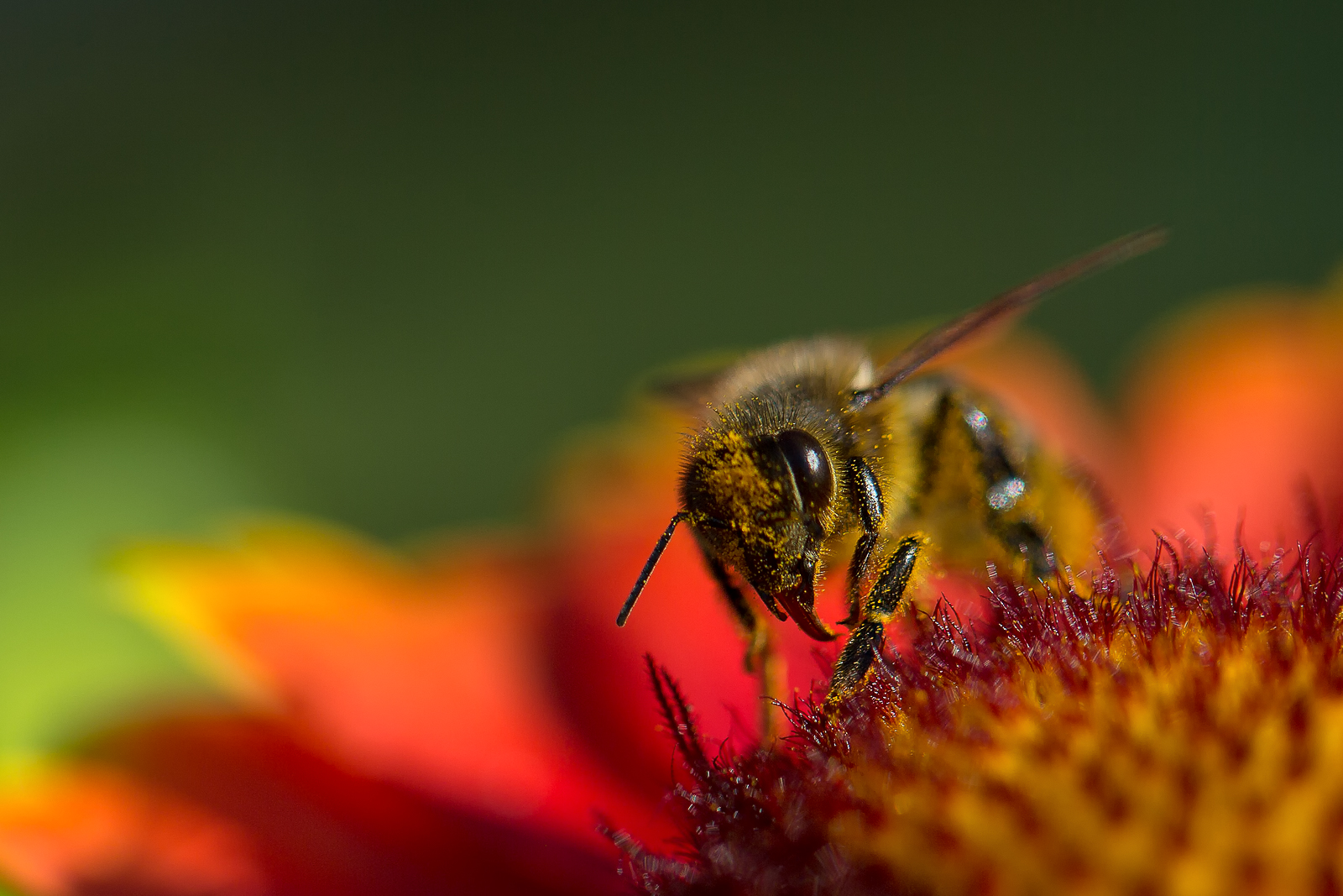 Galerie macrophotographiephoto macro d'une abeille sur une fleur