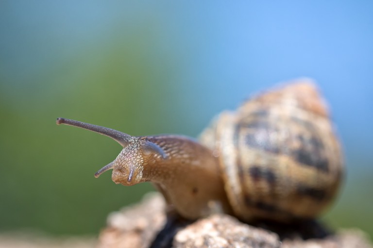 7 nouvelles photos dans la galerie macro