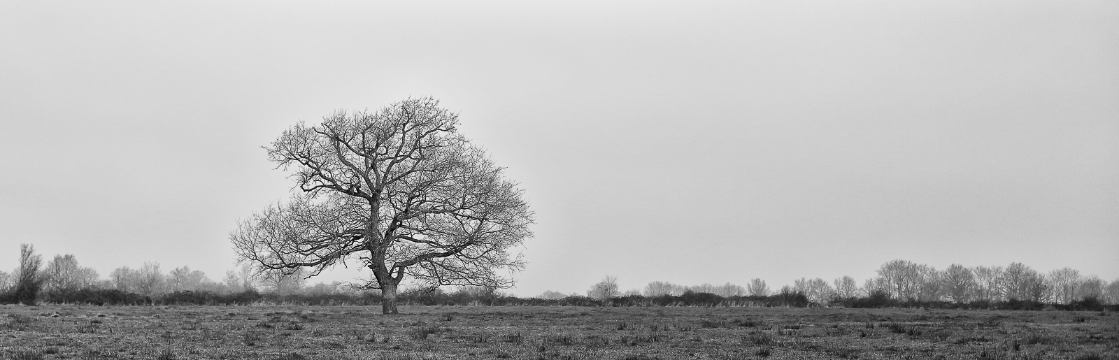 Photos Arbre solitaire - Panoramique par recadrage - N&B