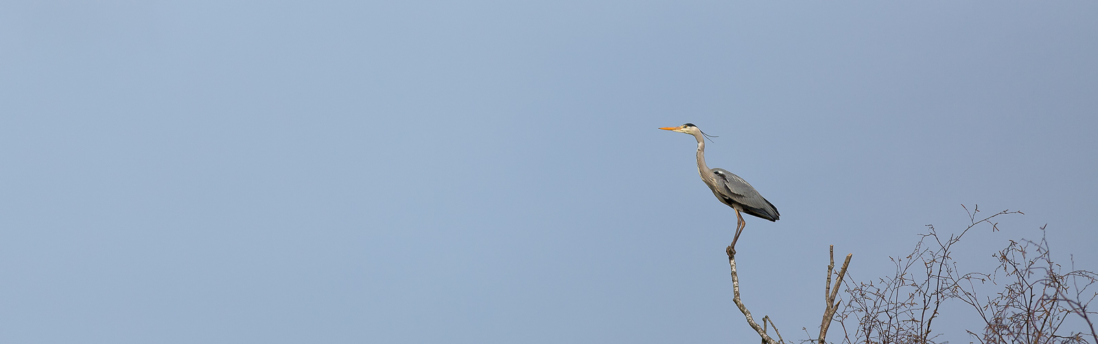 parc des oiseaux - Héron