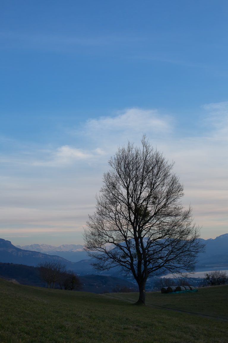 arbre solitaire et chaine de belledonne