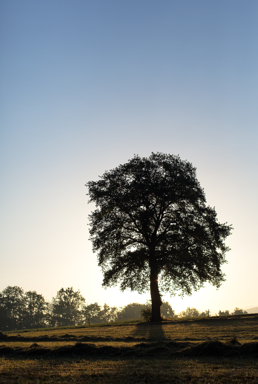 Photo d'un arbre au lever du soleil