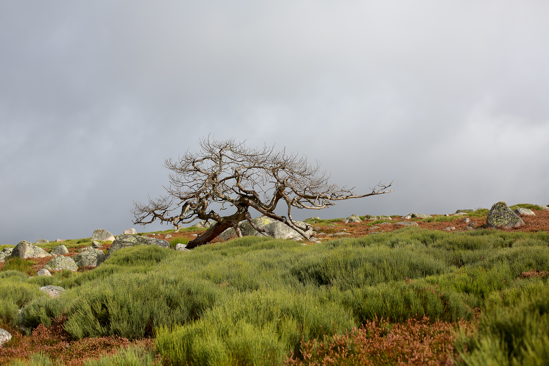 Arbre mort en Aubrac