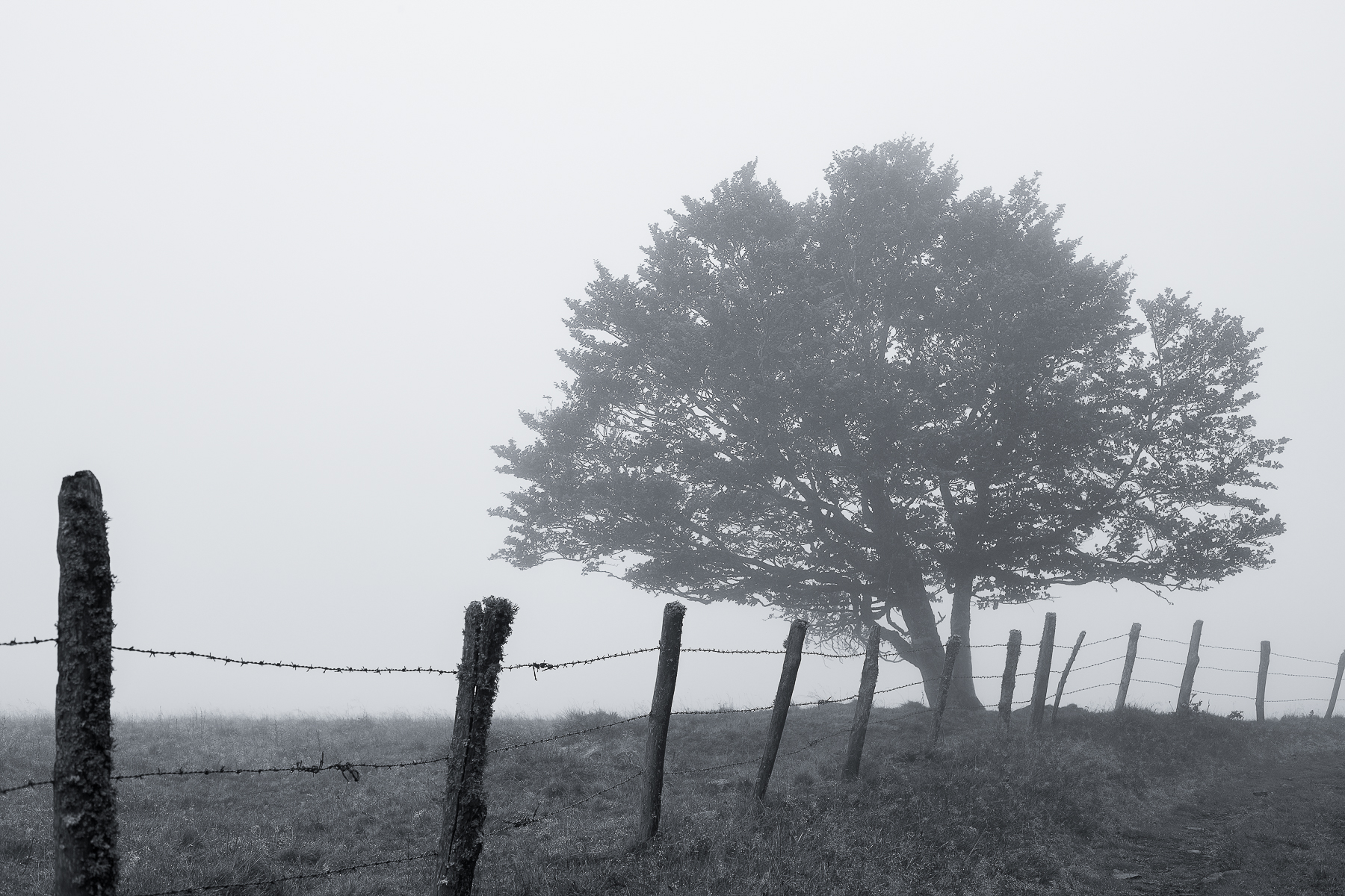 Arbre solitaire dans le brouillard en noir et blanc