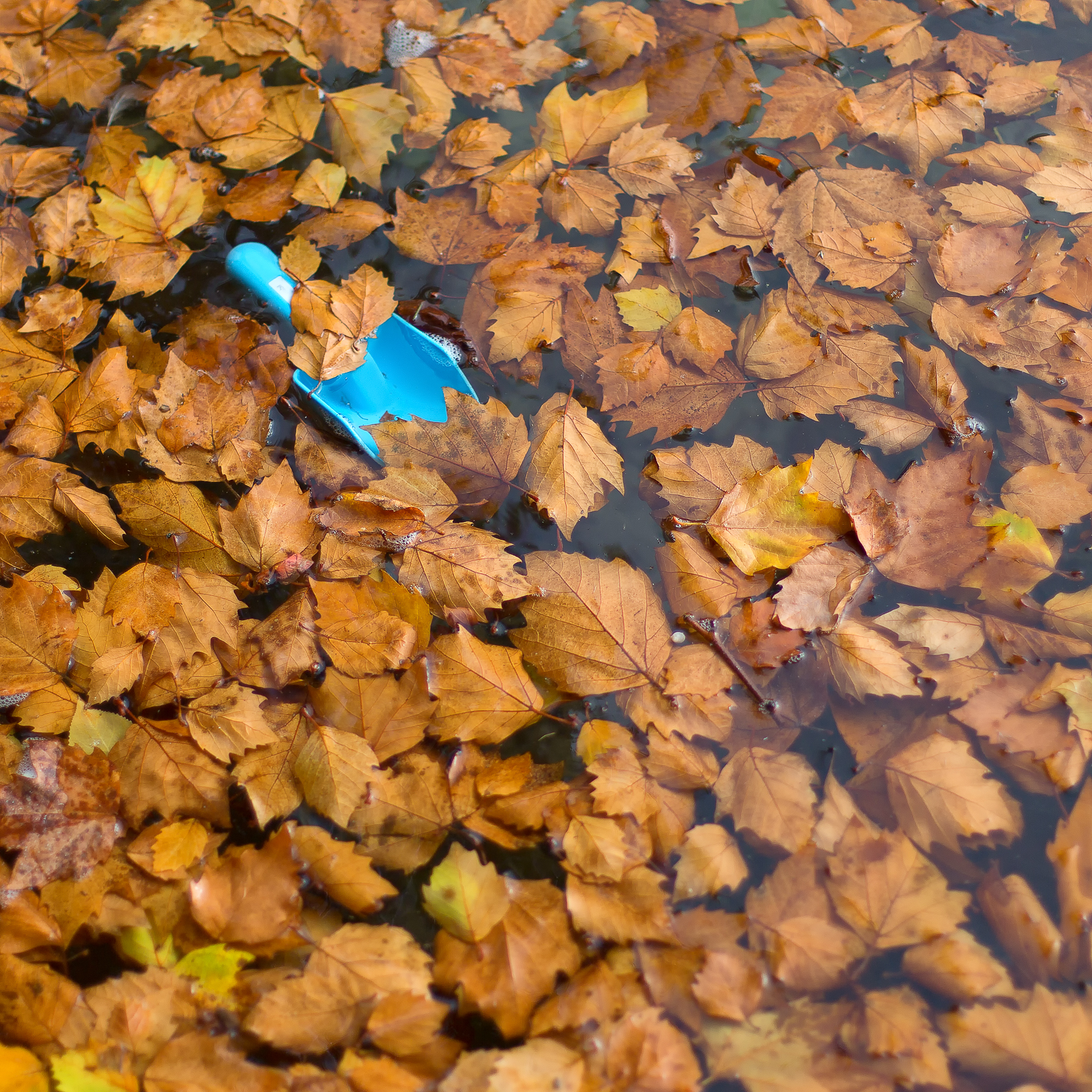 Projet photo 52 - Feuilles mortes et pelle en plastique